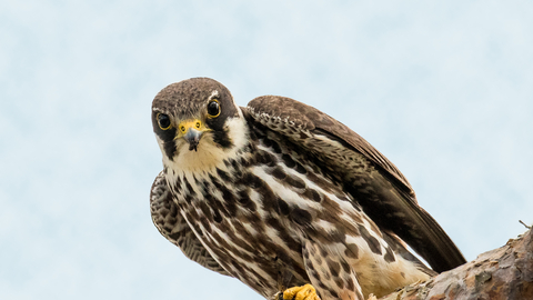 Hobby | The Wildlife Trusts